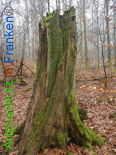 © Artenschutz in Franken® Bild zum Eintrag (1018176-160)