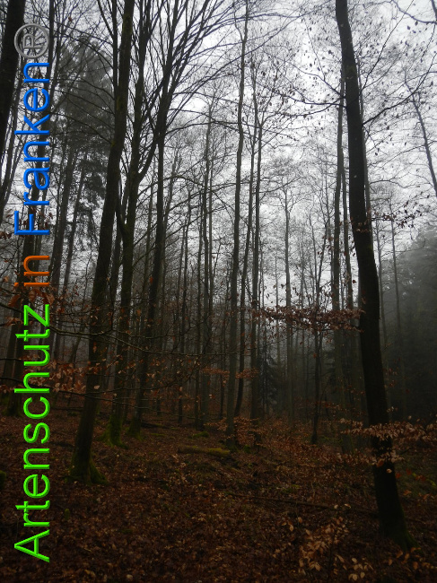 © Artenschutz in Franken® Bild zum Eintrag (1018177-160)
