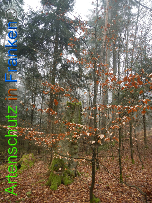 © Artenschutz in Franken® Bild zum Eintrag (1018178-160)