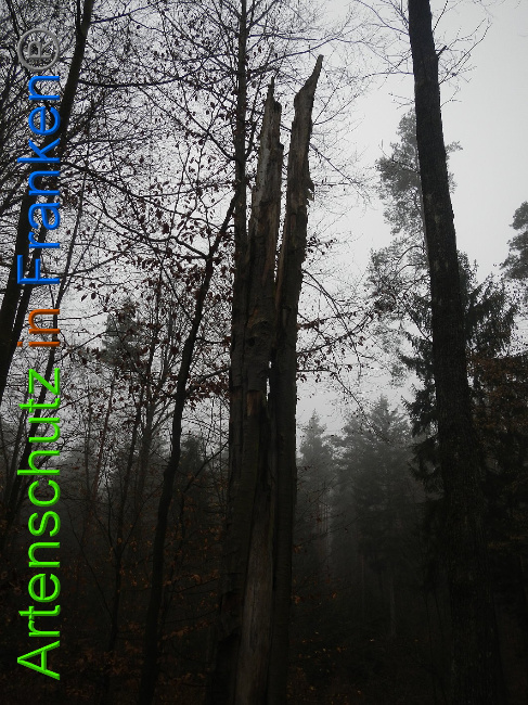 © Artenschutz in Franken® Bild zum Eintrag (1018179-160)