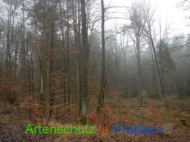 © Artenschutz in Franken® Bild zum Eintrag (1018180-160)