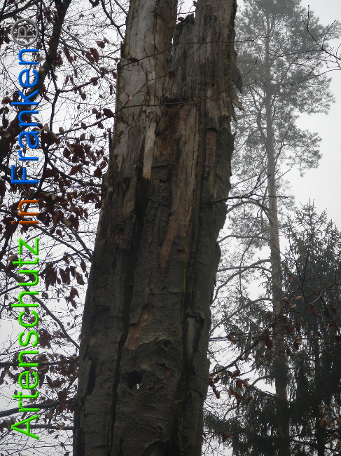 © Artenschutz in Franken® Bild zum Eintrag (1018181-160)