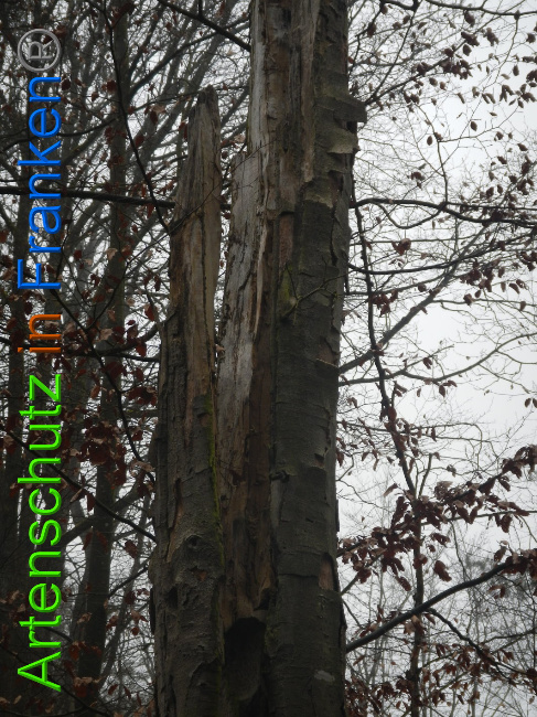 © Artenschutz in Franken® Bild zum Eintrag (1018182-160)