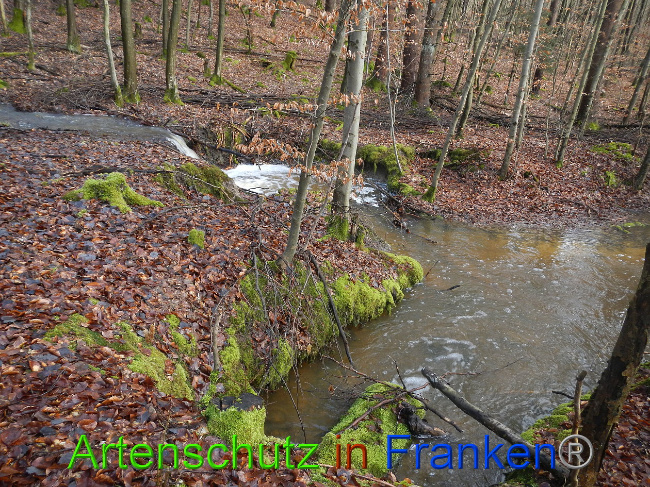 © Artenschutz in Franken® Bild zum Eintrag (1018607-160)