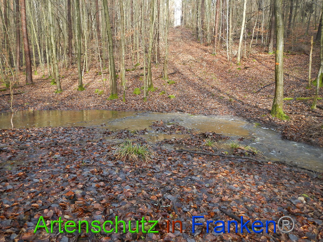 © Artenschutz in Franken® Bild zum Eintrag (1018608-160)