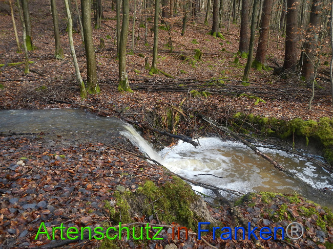 © Artenschutz in Franken® Bild zum Eintrag (1018609-160)