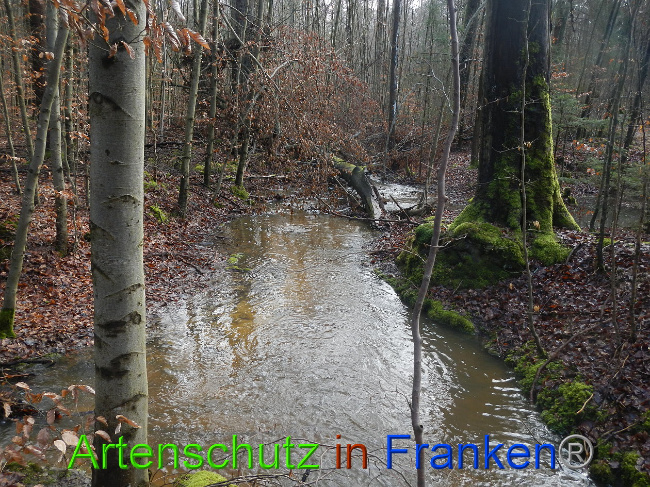© Artenschutz in Franken® Bild zum Eintrag (1018610-160)