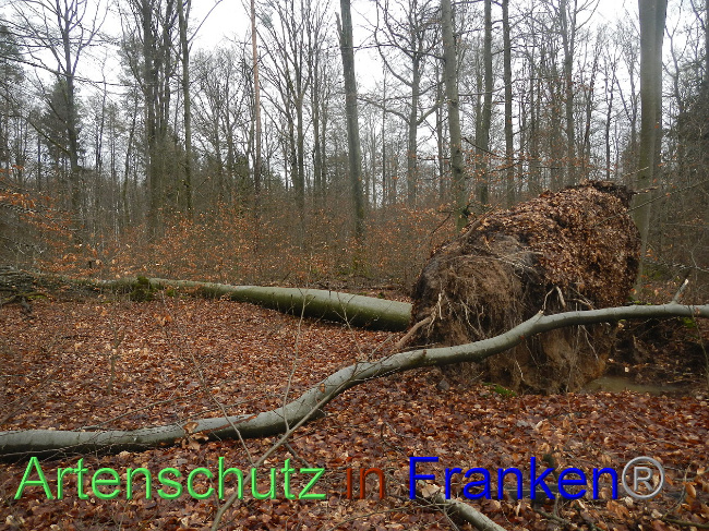 © Artenschutz in Franken® Bild zum Eintrag (1018697-160)