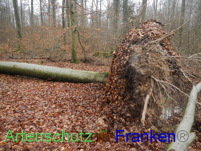 © Artenschutz in Franken® Bild zum Eintrag (1018698-160)