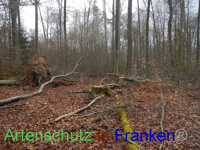 © Artenschutz in Franken® Bild zum Eintrag (1018699-160)