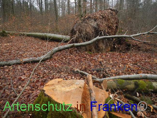 © Artenschutz in Franken® Bild zum Eintrag (1018700-160)