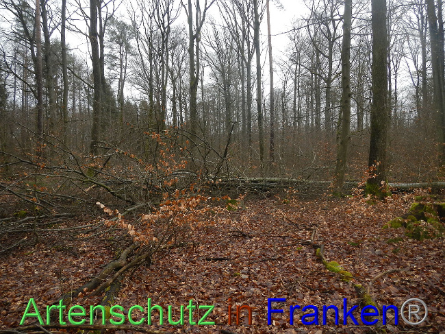 © Artenschutz in Franken® Bild zum Eintrag (1018702-160)
