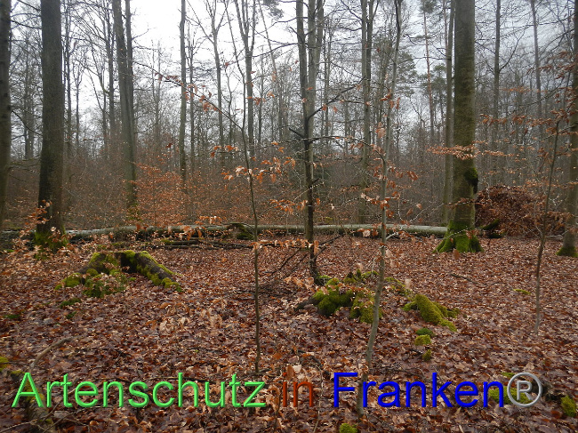 © Artenschutz in Franken® Bild zum Eintrag (1018703-160)