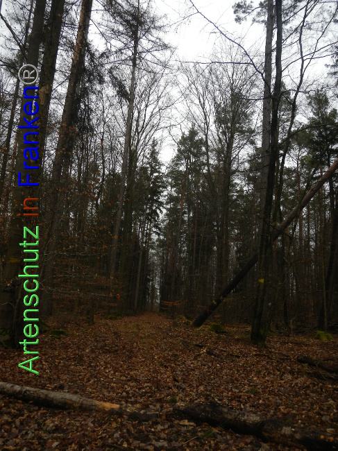© Artenschutz in Franken® Bild zum Eintrag (1018708-160)