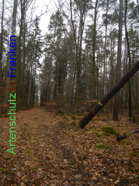 © Artenschutz in Franken® Bild zum Eintrag (1018709-160)