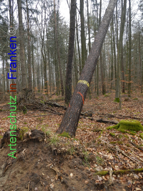 © Artenschutz in Franken® Bild zum Eintrag (1018710-160)