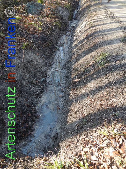 © Artenschutz in Franken® Bild zum Eintrag (1018784-160)