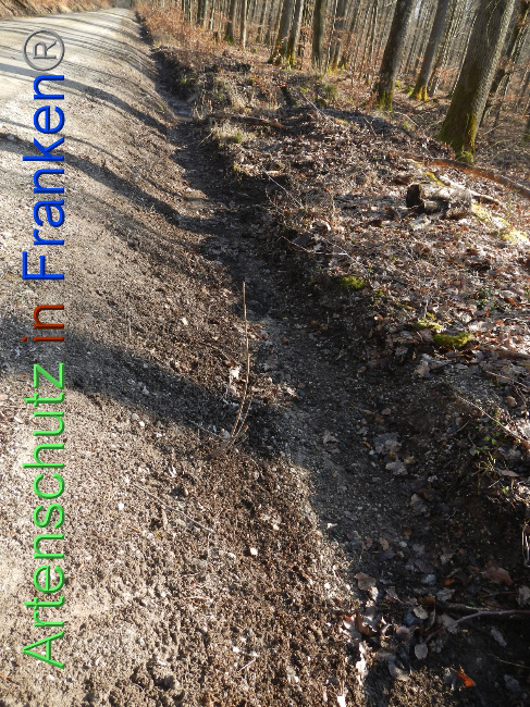 © Artenschutz in Franken® Bild zum Eintrag (1018785-160)