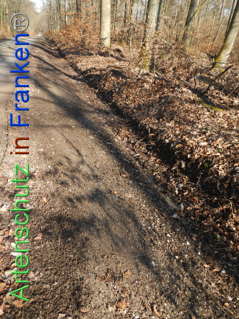 © Artenschutz in Franken® Bild zum Eintrag (1018786-160)