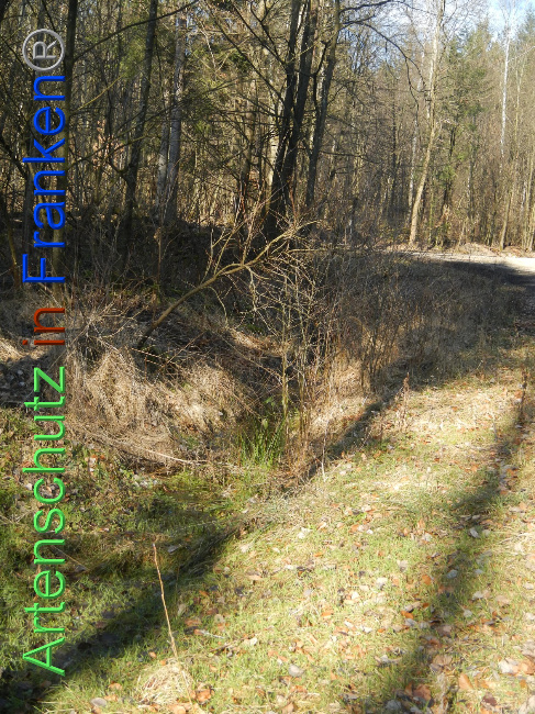 © Artenschutz in Franken® Bild zum Eintrag (1018789-160)