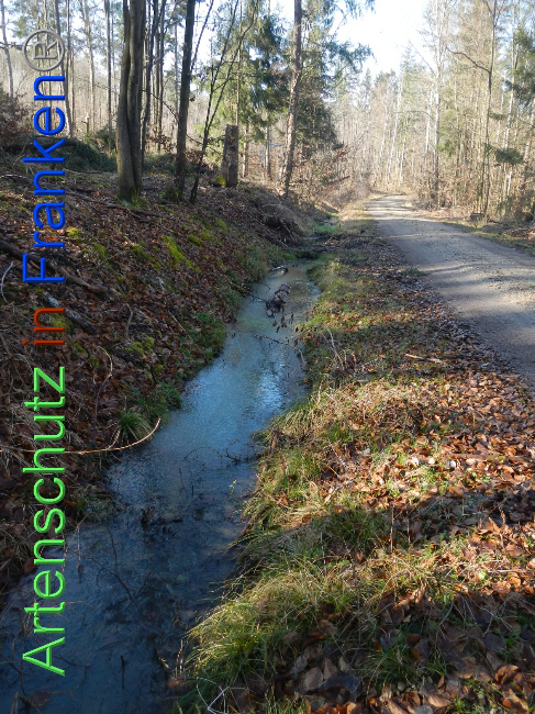 © Artenschutz in Franken® Bild zum Eintrag (1018790-160)