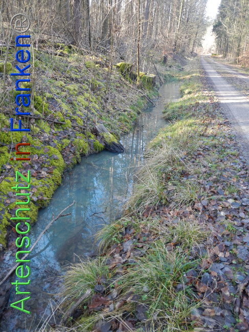 © Artenschutz in Franken® Bild zum Eintrag (1018791-160)
