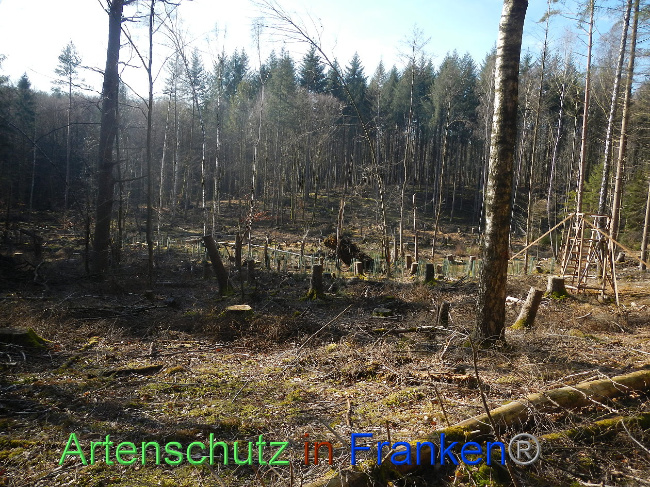 © Artenschutz in Franken® Bild zum Eintrag (1018818-160)
