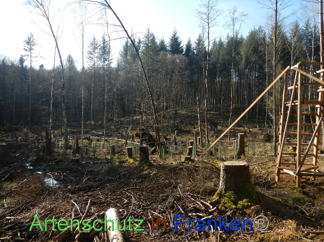 © Artenschutz in Franken® Bild zum Eintrag (1018819-160)