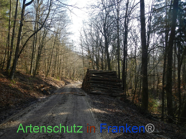 © Artenschutz in Franken® Bild zum Eintrag (1018823-160)