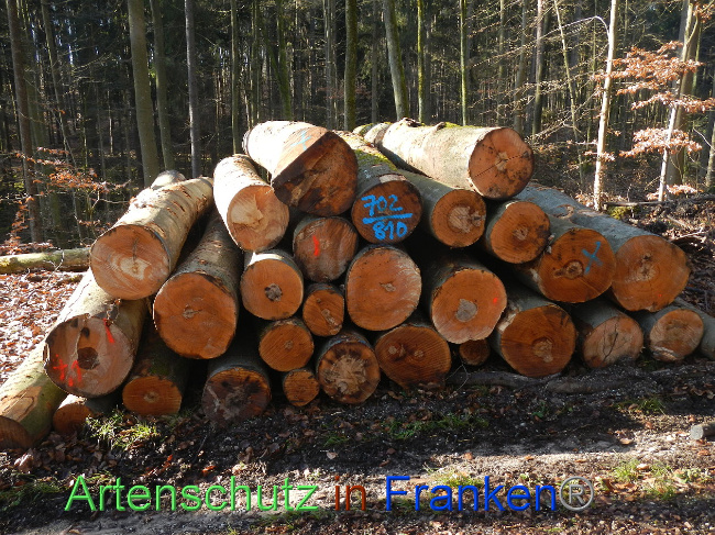 © Artenschutz in Franken® Bild zum Eintrag (1018824-160)