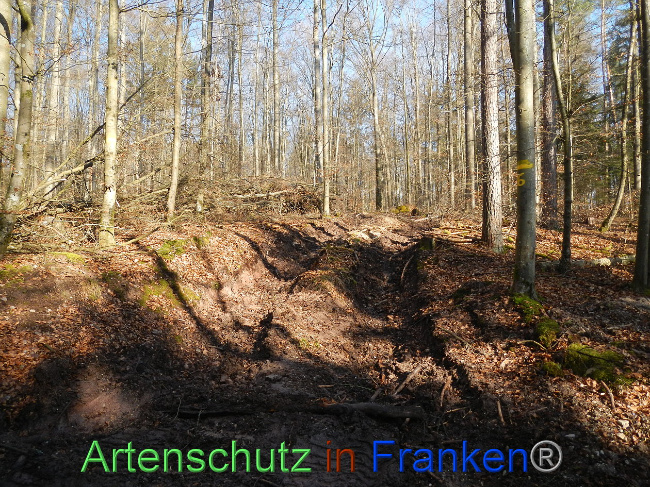 © Artenschutz in Franken® Bild zum Eintrag (1018825-160)