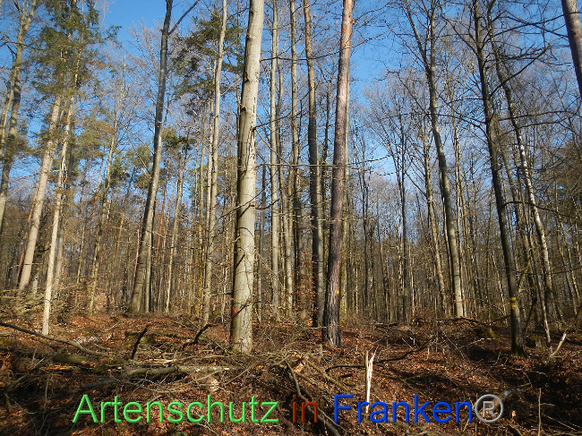 © Artenschutz in Franken® Bild zum Eintrag (1018826-160)