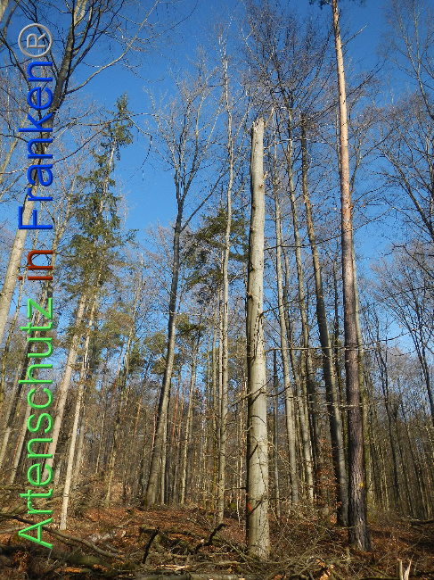 © Artenschutz in Franken® Bild zum Eintrag (1018828-160)