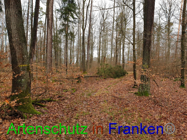 © Artenschutz in Franken® Bild zum Eintrag (1018938-160)