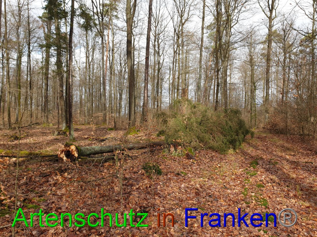 © Artenschutz in Franken® Bild zum Eintrag (1018939-160)