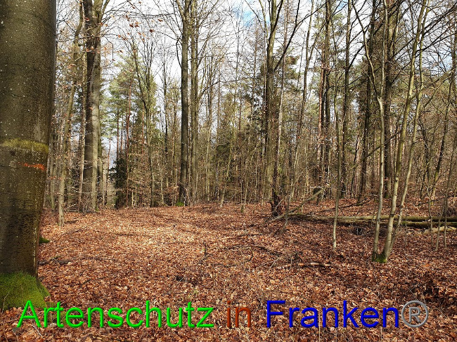 © Artenschutz in Franken® Bild zum Eintrag (1018940-160)
