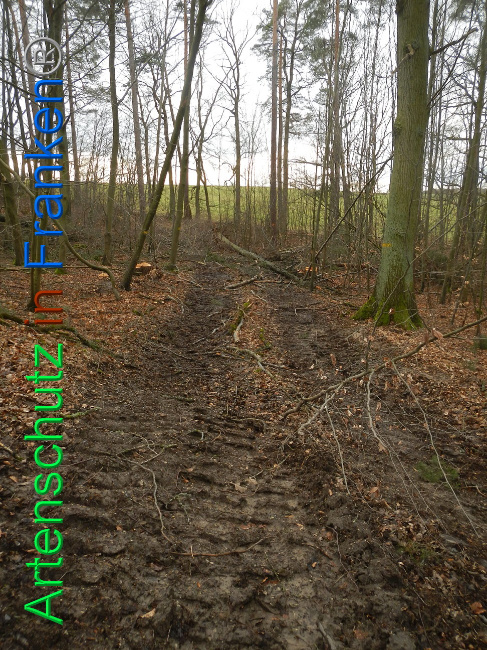 © Artenschutz in Franken® Bild zum Eintrag (1019214-160)