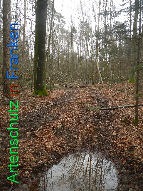 © Artenschutz in Franken® Bild zum Eintrag (1019215-160)