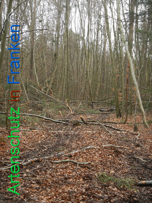 © Artenschutz in Franken® Bild zum Eintrag (1019217-160)