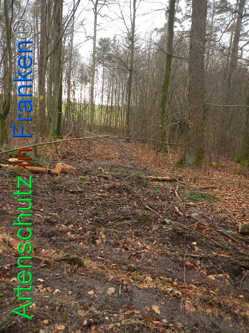 © Artenschutz in Franken® Bild zum Eintrag (1019218-160)