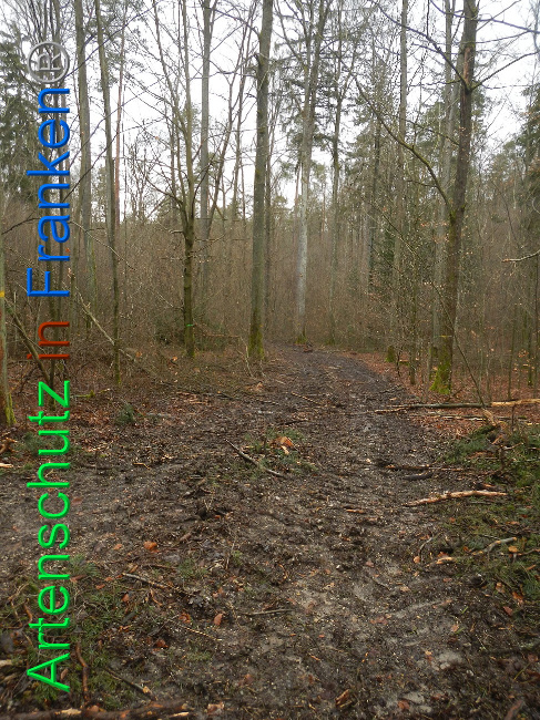 © Artenschutz in Franken® Bild zum Eintrag (1019219-160)