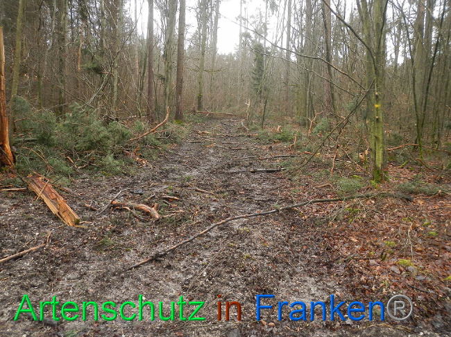 © Artenschutz in Franken® Bild zum Eintrag (1019221-160)