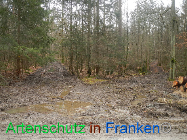 © Artenschutz in Franken® Bild zum Eintrag (1019222-160)