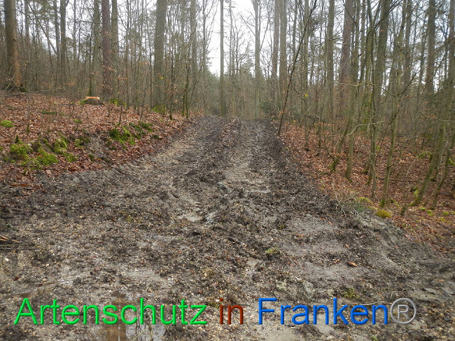 © Artenschutz in Franken® Bild zum Eintrag (1019224-160)