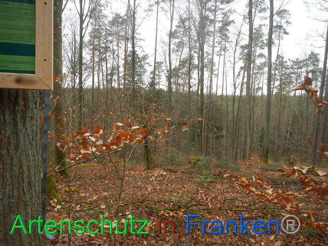 © Artenschutz in Franken® Bild zum Eintrag (1019225-160)