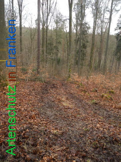 © Artenschutz in Franken® Bild zum Eintrag (1019227-160)