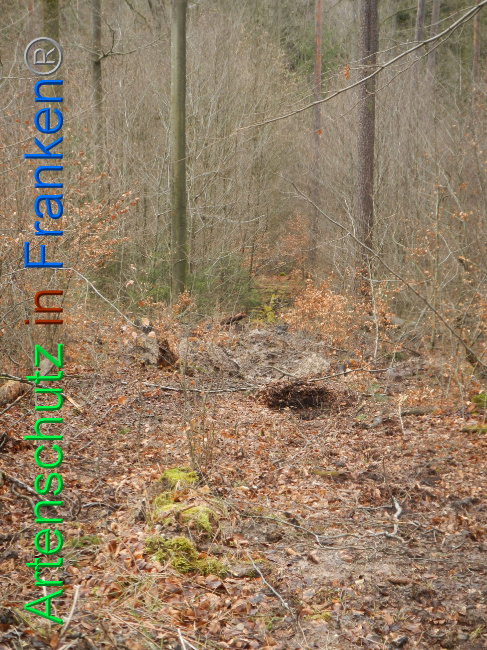 © Artenschutz in Franken® Bild zum Eintrag (1019230-160)