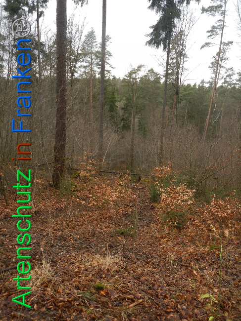 © Artenschutz in Franken® Bild zum Eintrag (1019231-160)