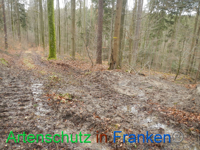 © Artenschutz in Franken® Bild zum Eintrag (1019232-160)