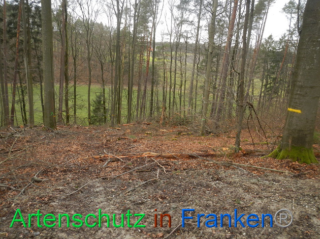 © Artenschutz in Franken® Bild zum Eintrag (1019233-160)
